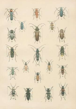 The beetles of Europe Pl.16 by Karl Neunzig