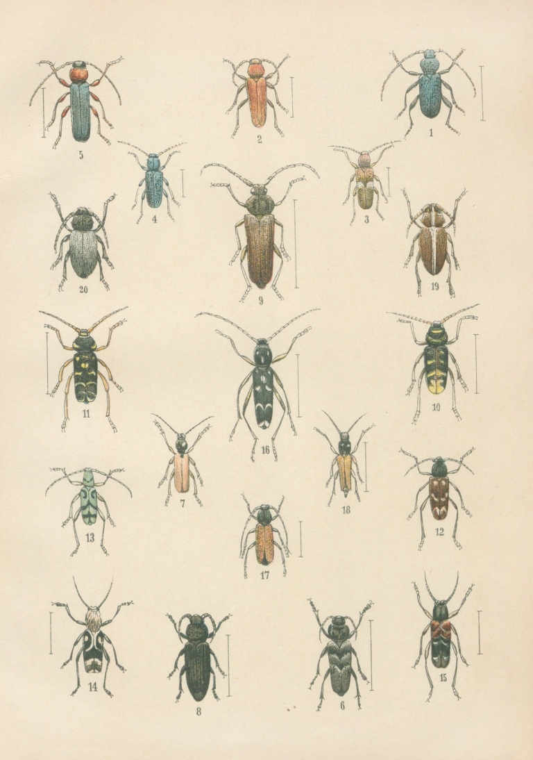 The beetles of Europe Pl.16 by Karl Neunzig