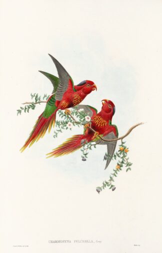The Birds of New Guinea and the adjacent Papuan islands Pl.13 by John Gould
