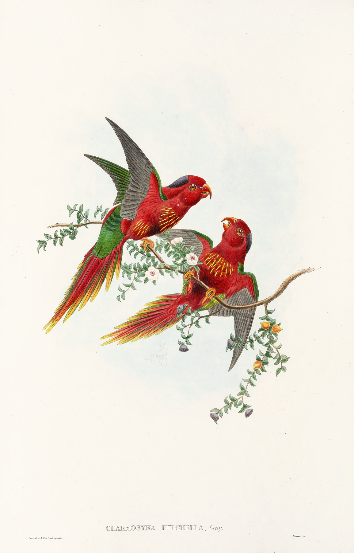 The Birds of New Guinea and the adjacent Papuan islands Pl.13 by John Gould