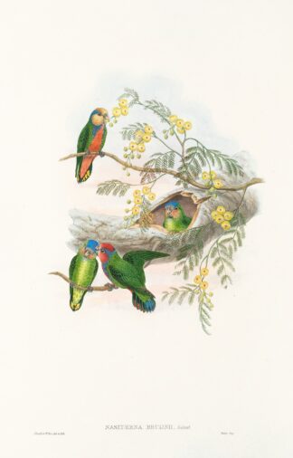The Birds of New Guinea and the adjacent Papuan islands Pl.24 by John Gould