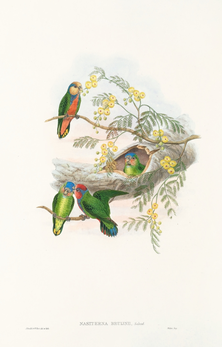 The Birds of New Guinea and the adjacent Papuan islands Pl.24 by John Gould