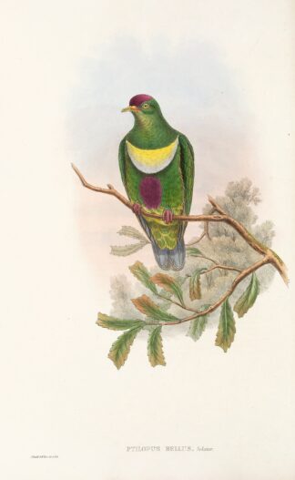 The Birds of New Guinea and the adjacent Papuan islands Pl.58 by John Gould