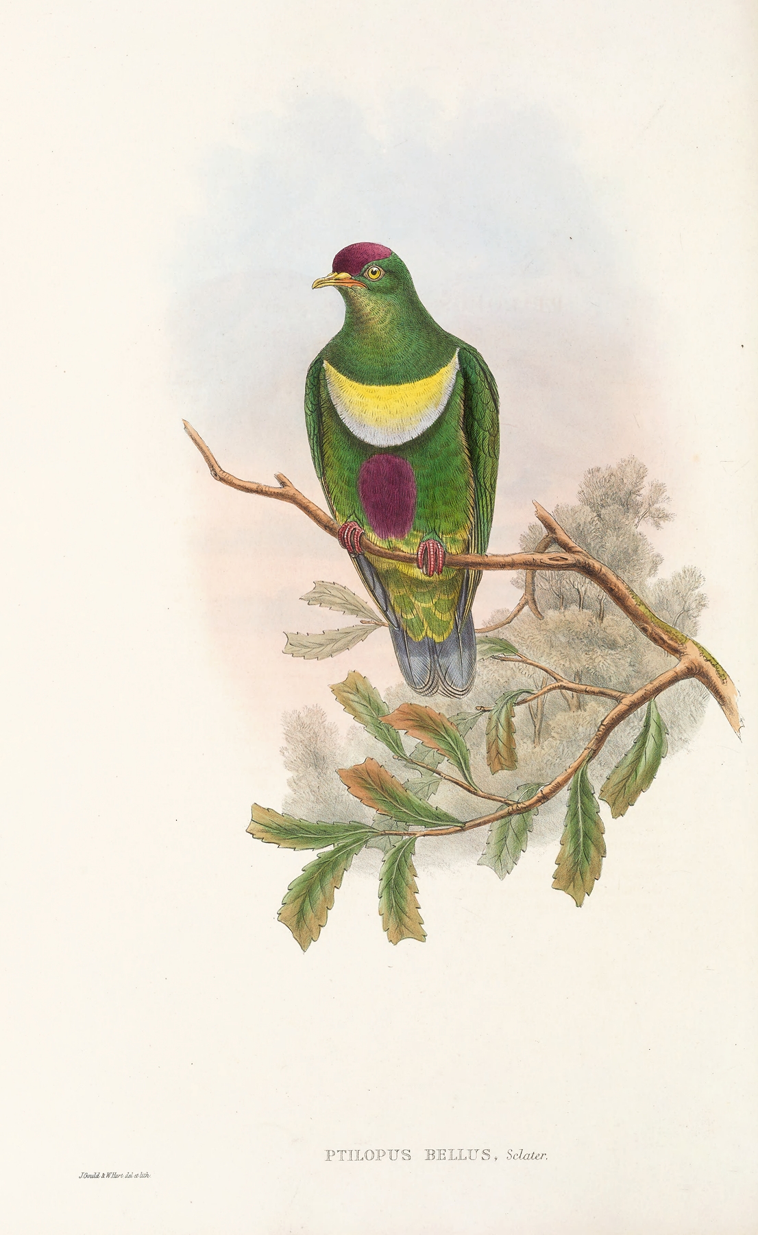 The Birds of New Guinea and the adjacent Papuan islands Pl.58 by John Gould