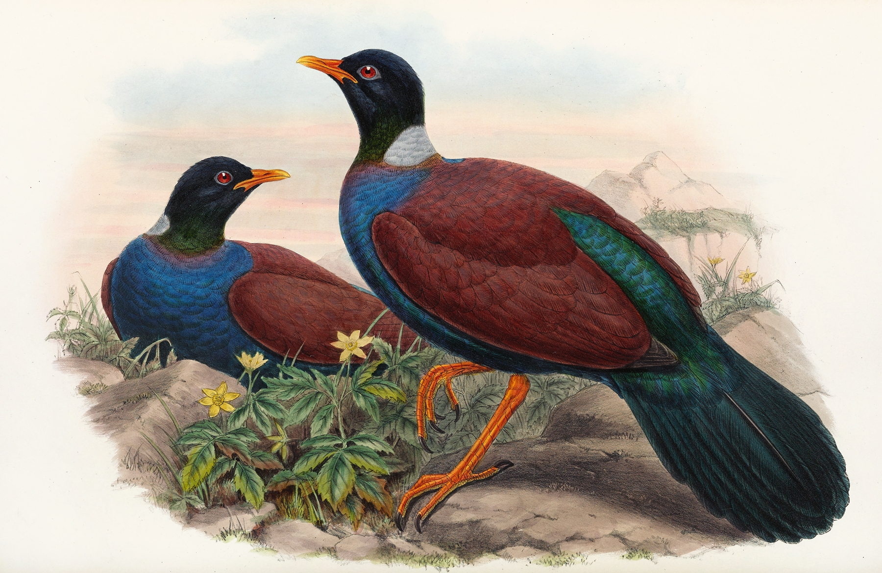 The Birds of New Guinea and the adjacent Papuan islands Pl.61 by John Gould