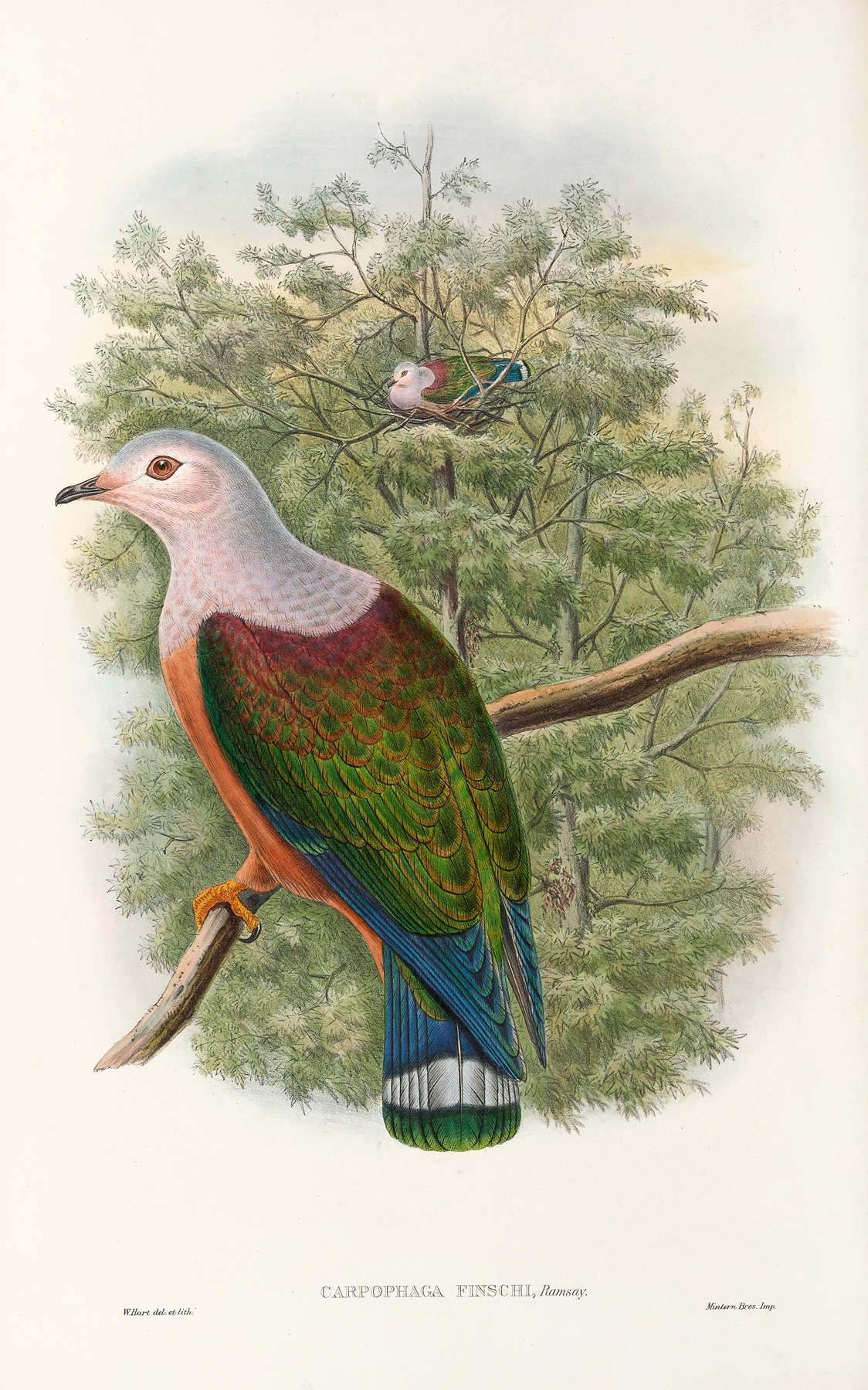 The Birds of New Guinea and the adjacent Papuan islands Pl.65 by John Gould