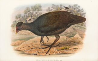 The Birds of New Guinea and the adjacent Papuan islands Pl.68 by John Gould
