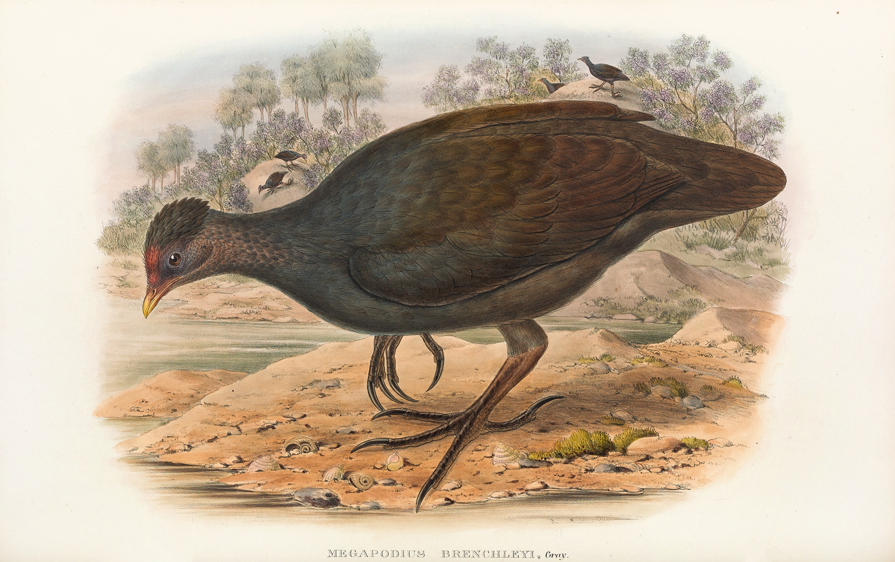 The Birds of New Guinea and the adjacent Papuan islands Pl.68 by John Gould