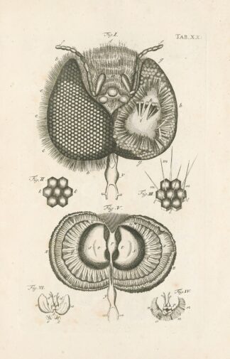 The book of nature, or, The history of insects Pl.20 by Jan Swammerdam