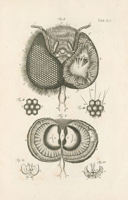 The book of nature, or, The history of insects Pl.20 by Jan Swammerdam