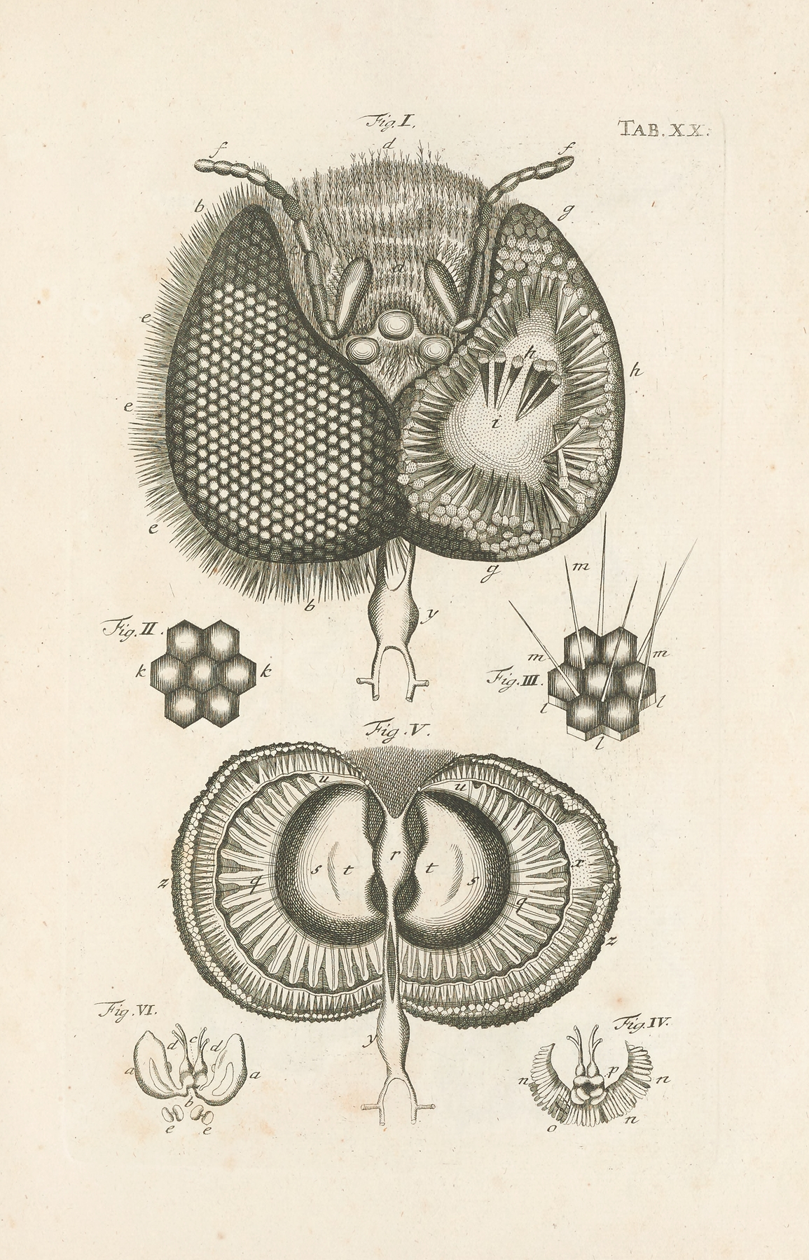 The book of nature, or, The history of insects Pl.20 by Jan Swammerdam
