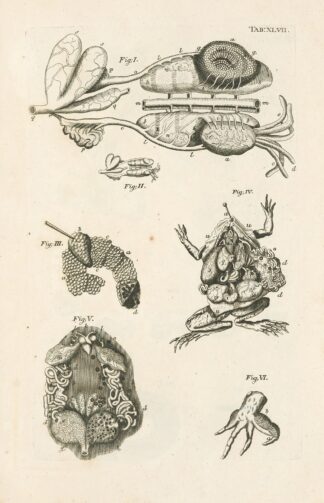 The book of nature, or, The history of insects Pl.47 by Jan Swammerdam