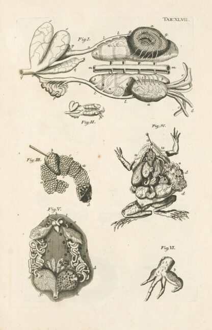 The book of nature, or, The history of insects Pl.47 by Jan Swammerdam