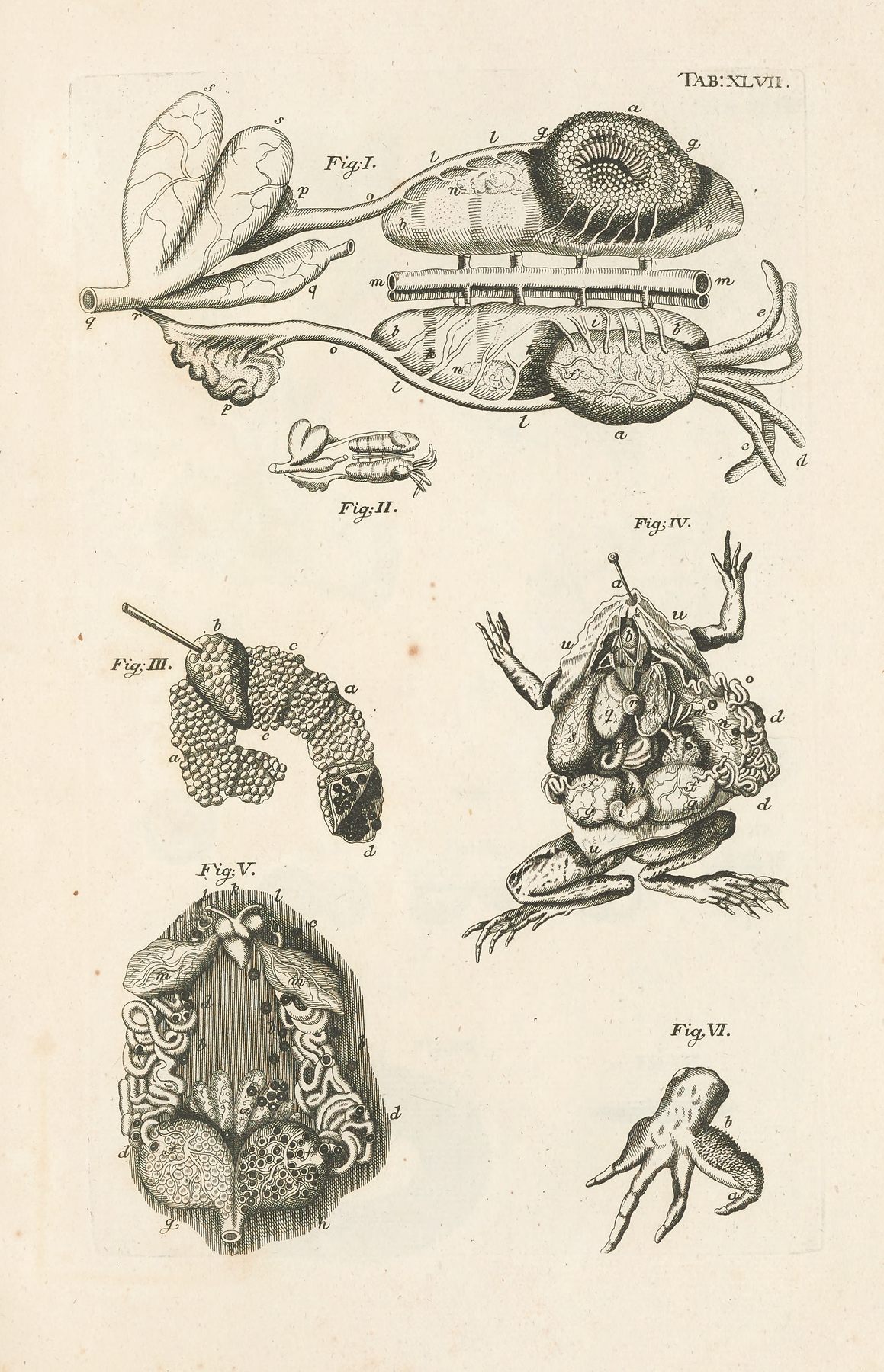 The book of nature, or, The history of insects Pl.47 by Jan Swammerdam