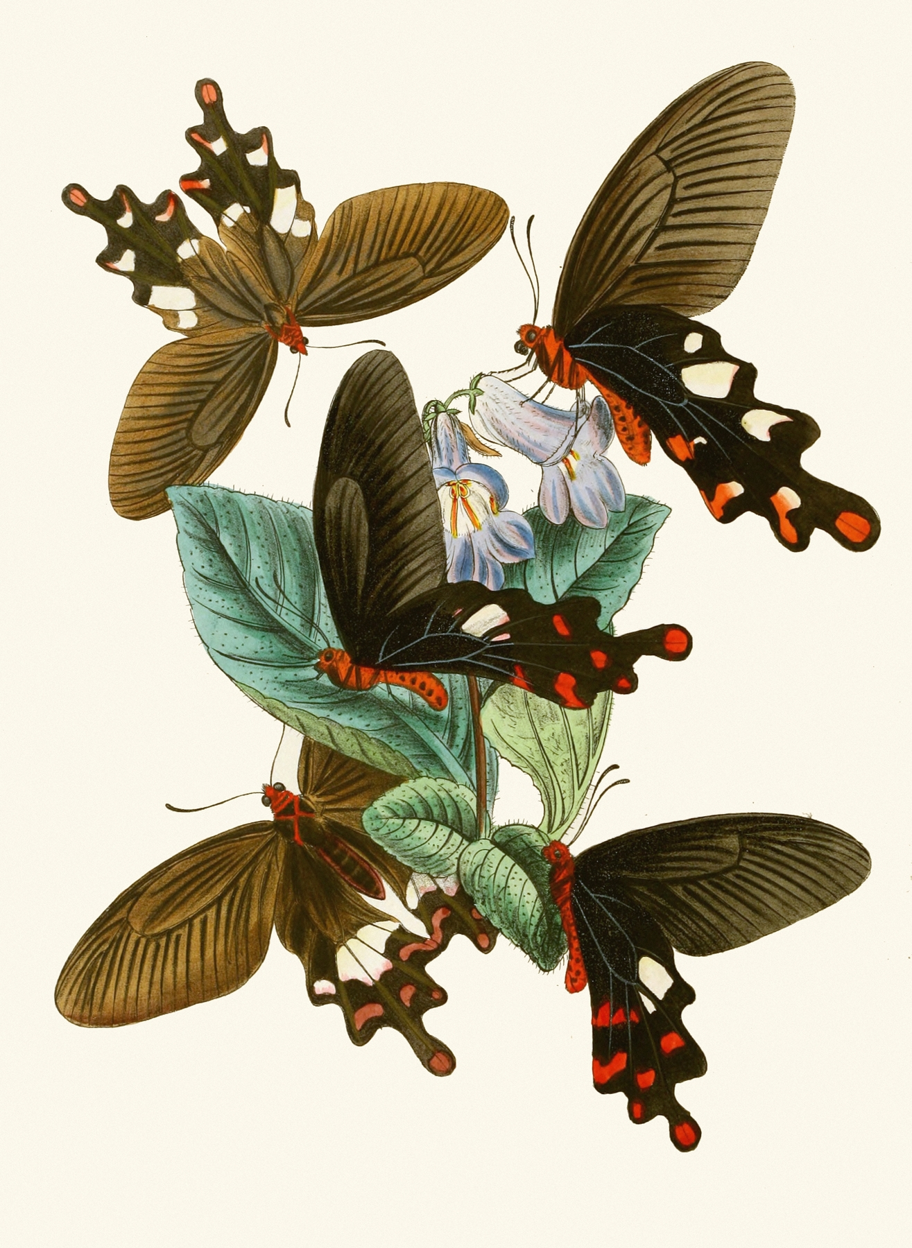The cabinet of oriental entomology Pl I by John Obadiah Westwood