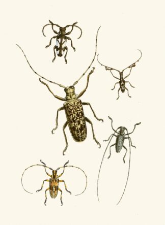 The cabinet of oriental entomology Pl VI by John Obadiah Westwood