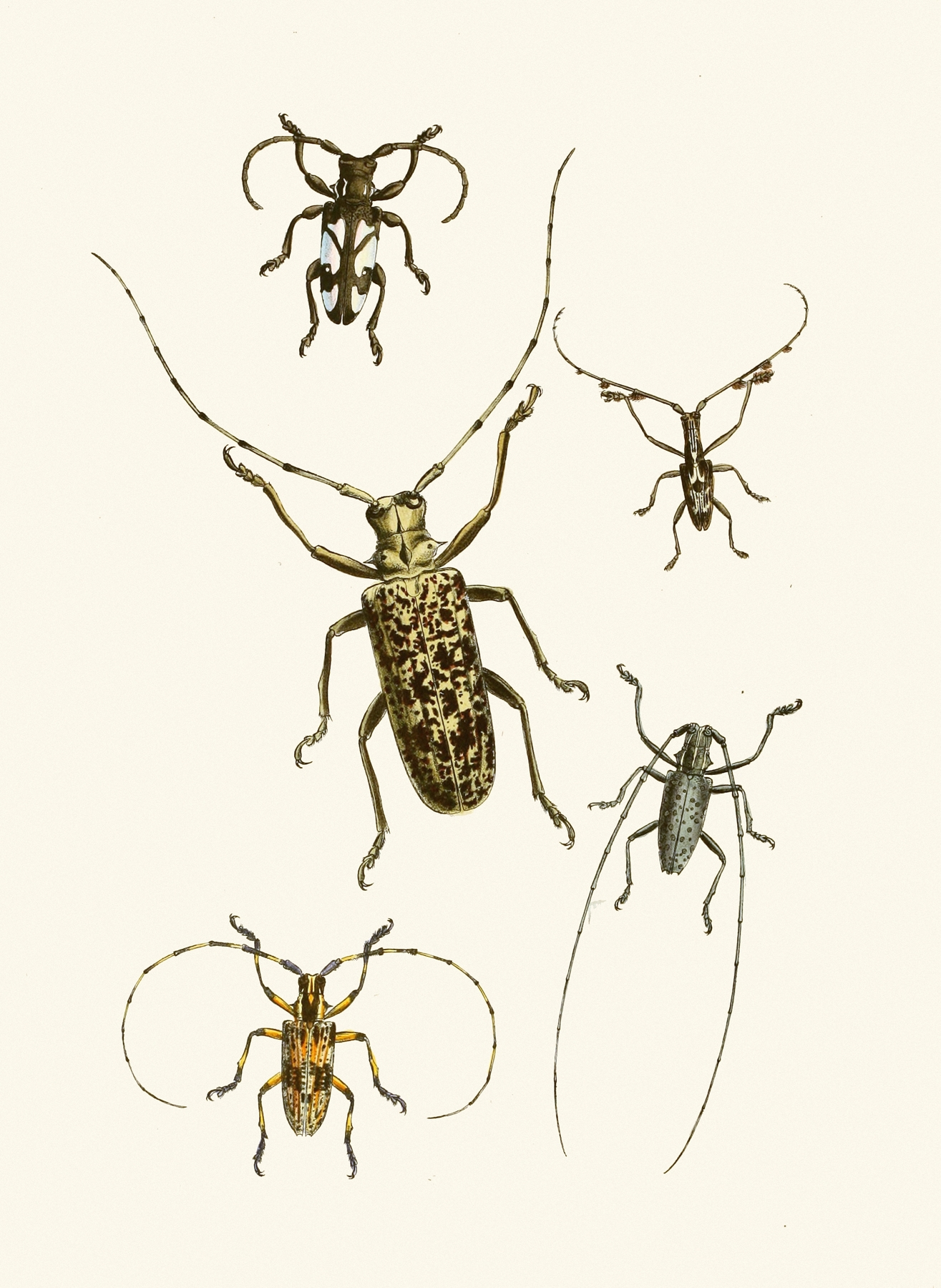The cabinet of oriental entomology Pl VI by John Obadiah Westwood