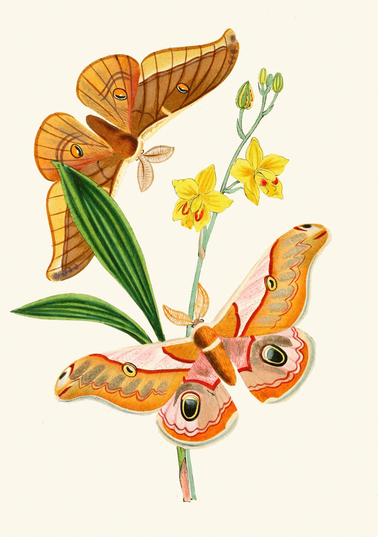 The cabinet of oriental entomology Pl XXI by John Obadiah Westwood