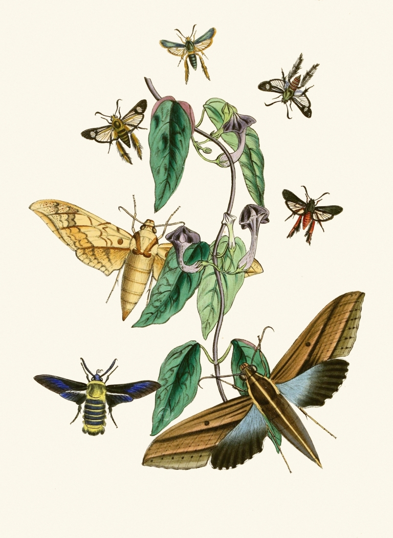 The cabinet of oriental entomology Pl XXXI by John Obadiah Westwood