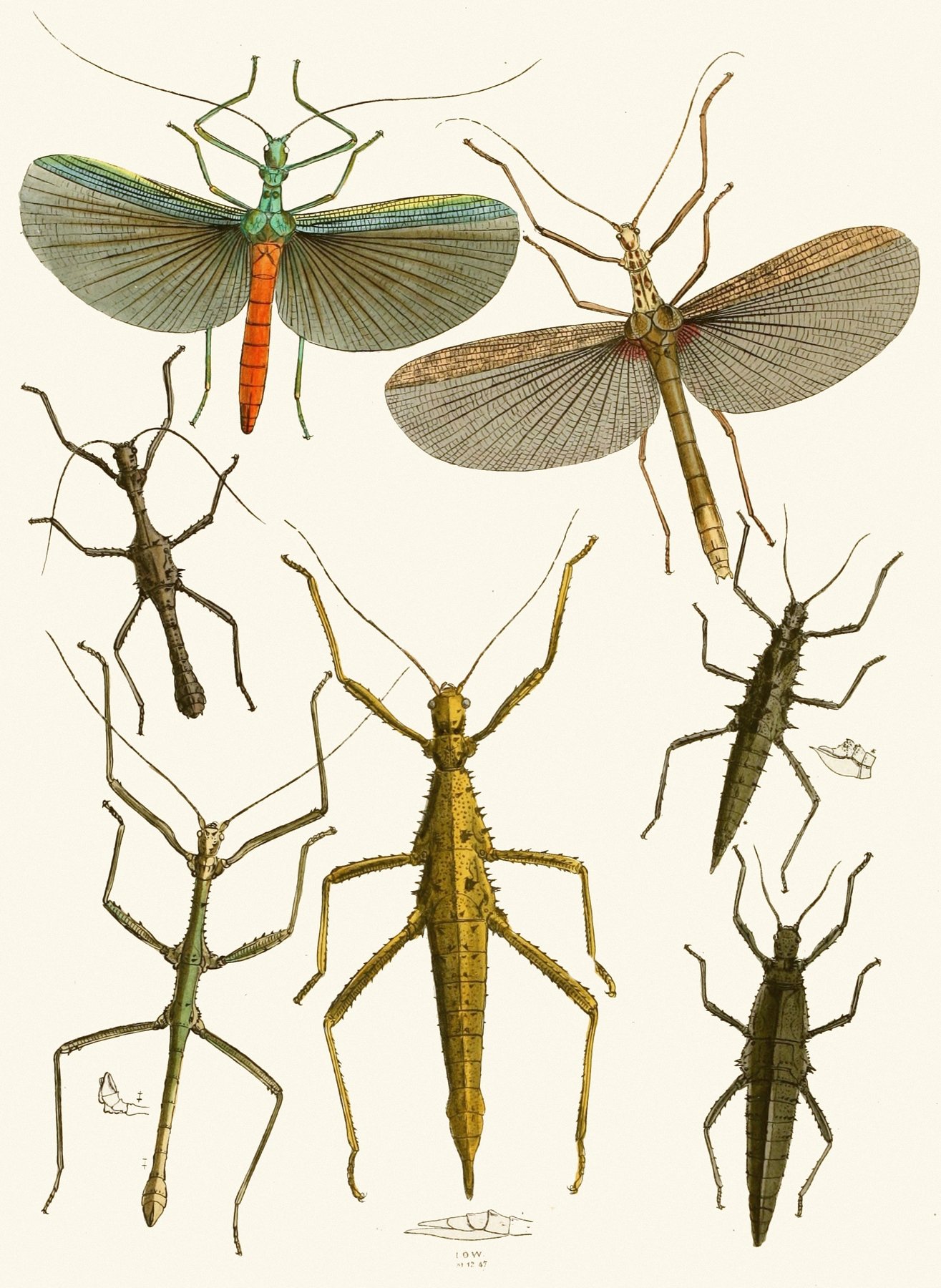 The cabinet of oriental entomology Pl XXXIX by John Obadiah Westwood