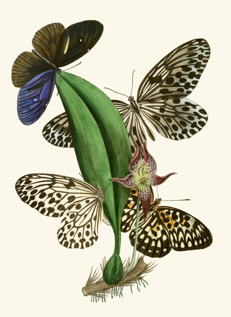 The cabinet of oriental entomology Pl XXXVIII by John Obadiah Westwood