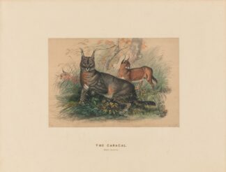 The Caracal by Joseph Wolf