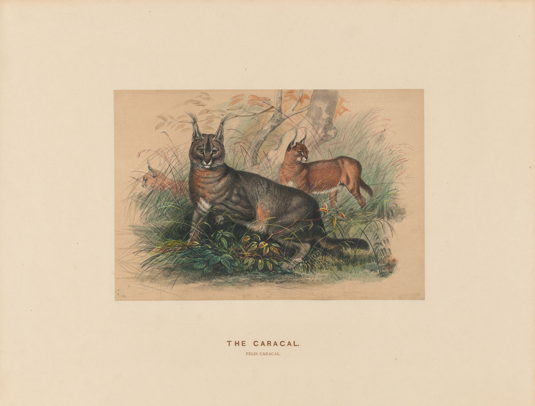 The Caracal by Joseph Wolf