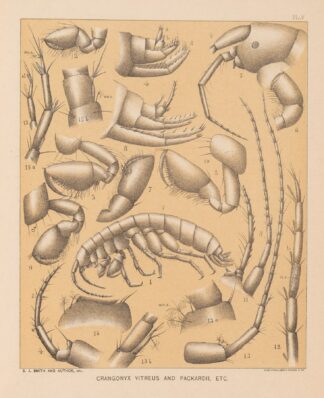 The cave fauna of North America Pl 05 by Alpheus Spring Packard