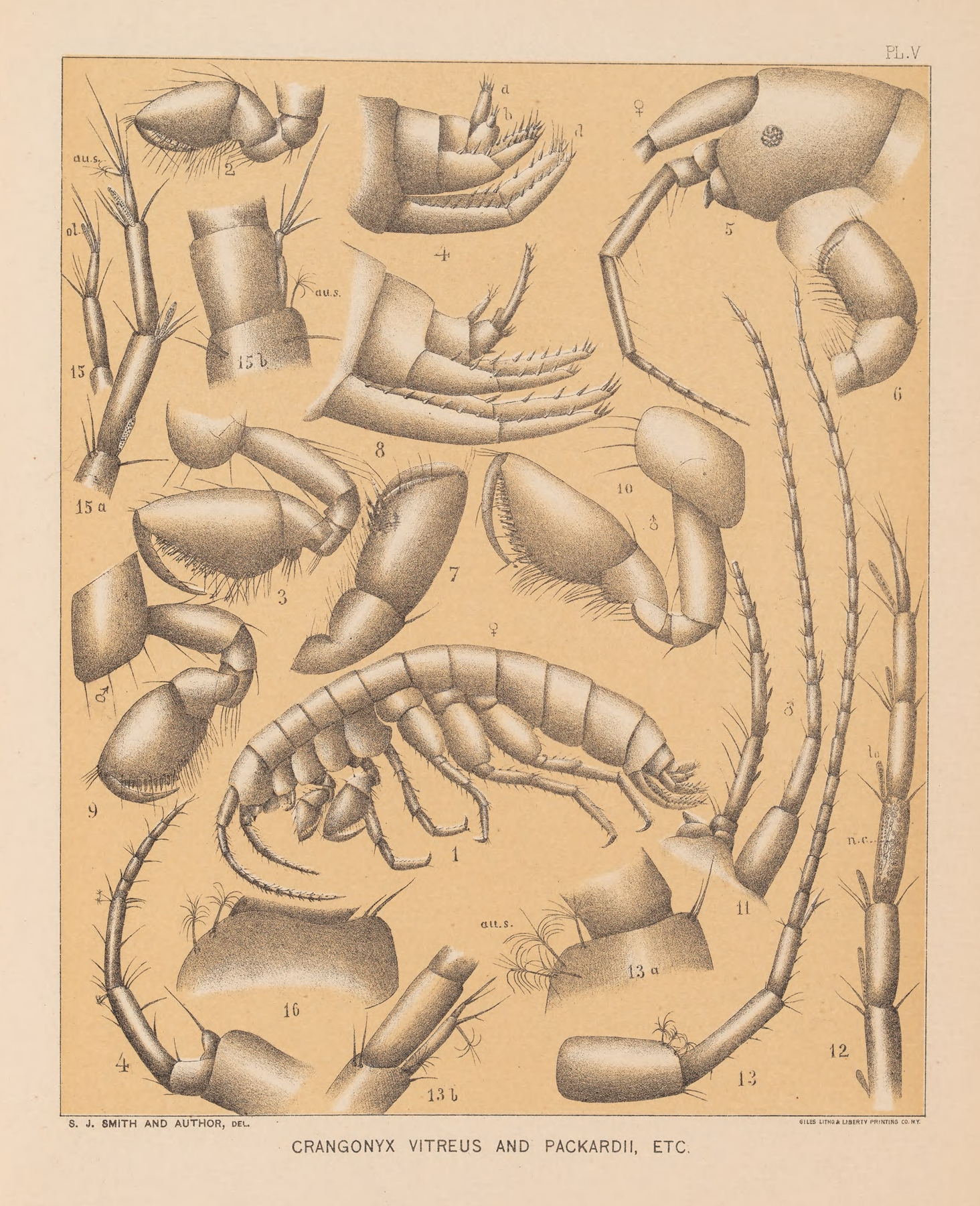 The cave fauna of North America Pl 05 by Alpheus Spring Packard