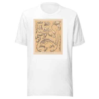 The cave fauna of North America Pl 05 by Alpheus Spring Packard T-Shirt