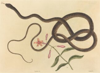 The Coach-whip Snake by Mark Catesby
