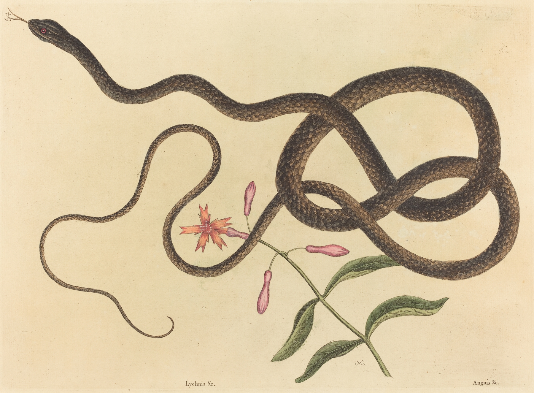 The Coach-whip Snake by Mark Catesby