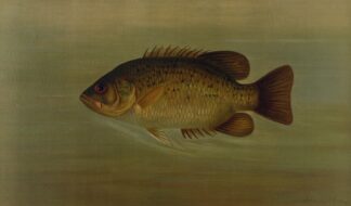 The Common Sunfish, Eupomotis gibbosus. by John L. Petrie