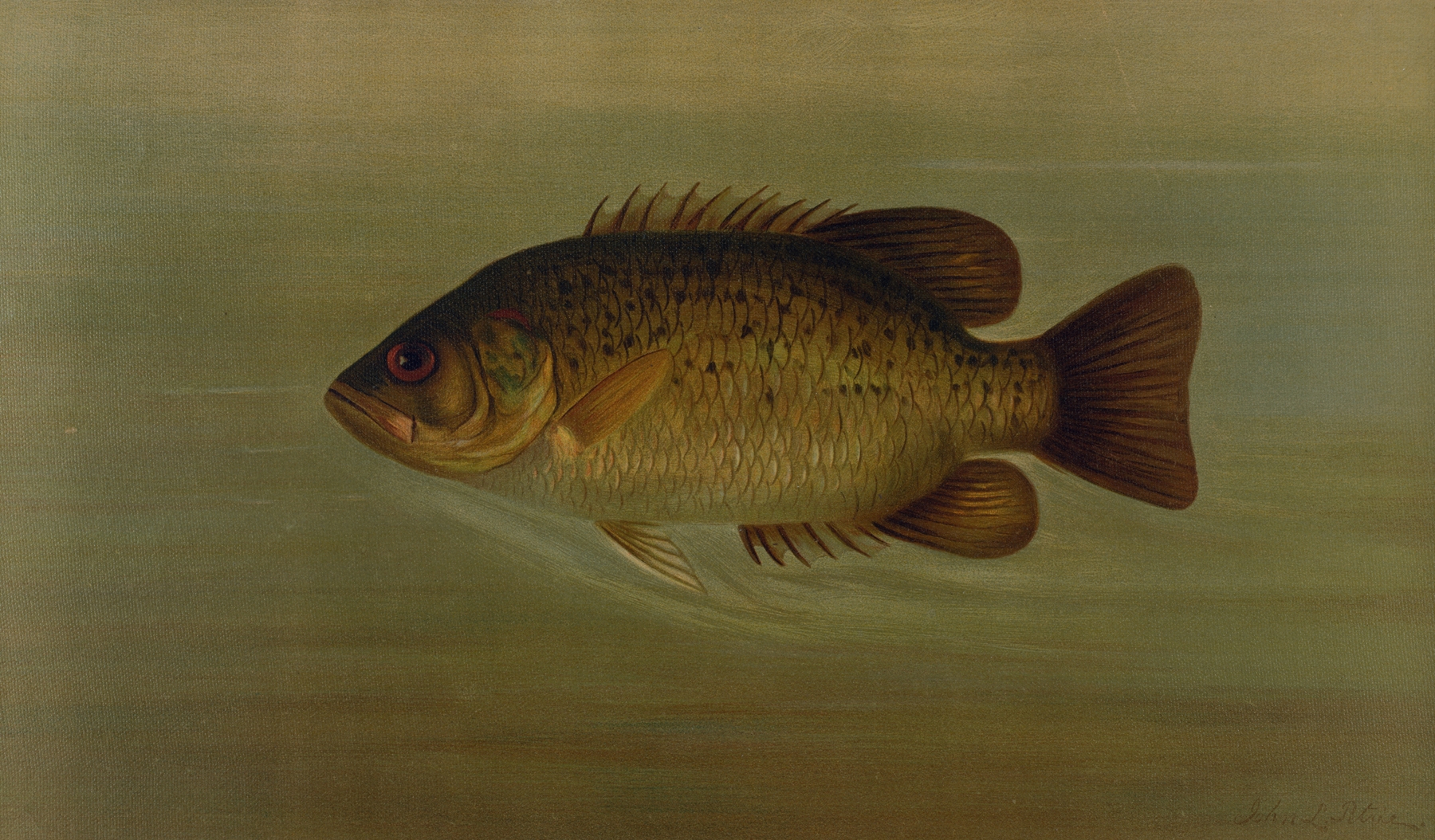 The Common Sunfish, Eupomotis gibbosus. by John L. Petrie