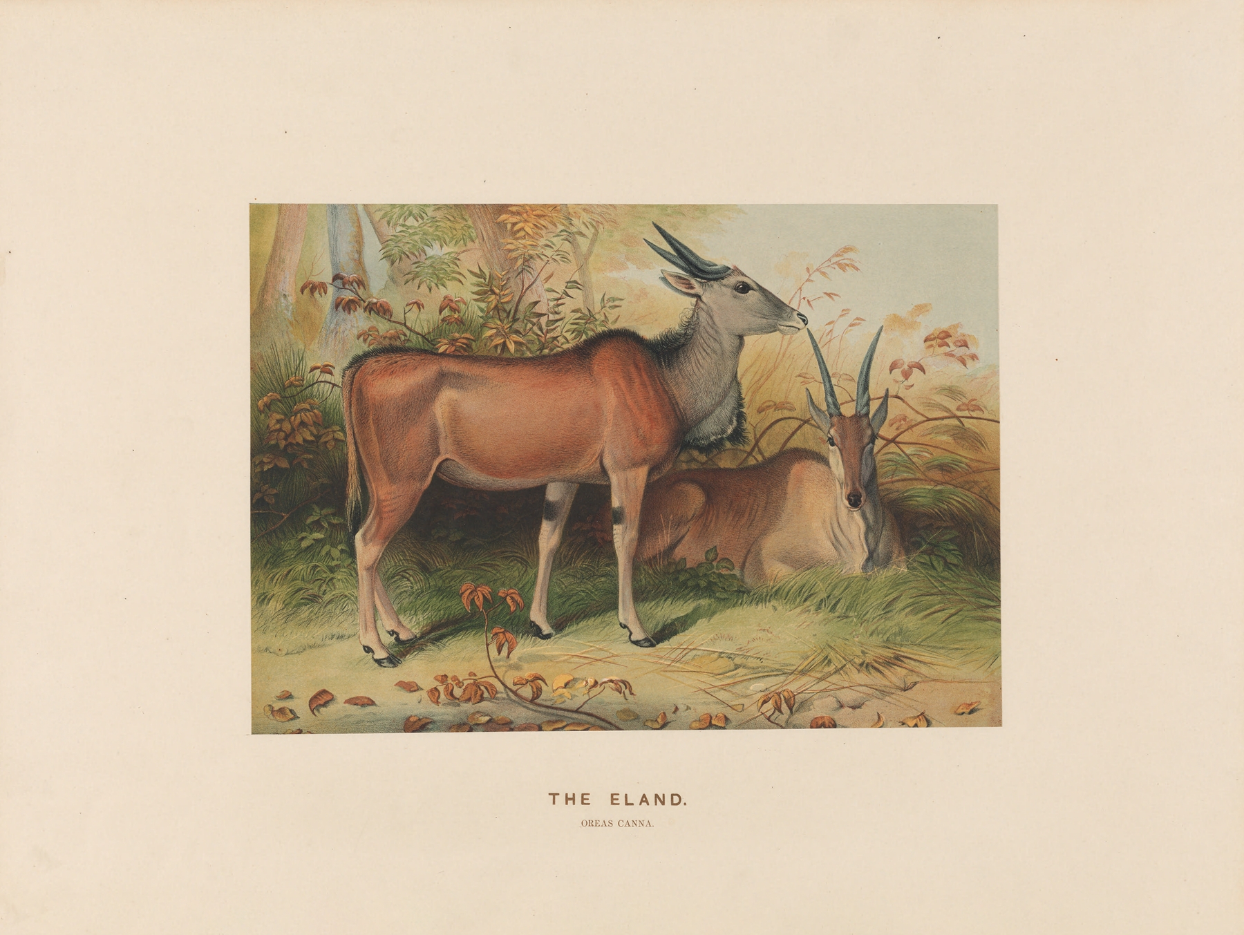 The Eland by Joseph Wolf