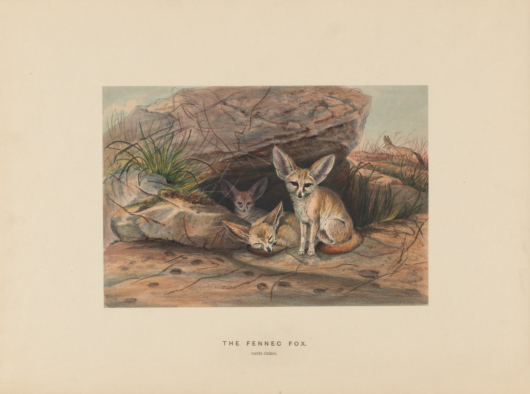 The Fennec Fox by Joseph Wolf