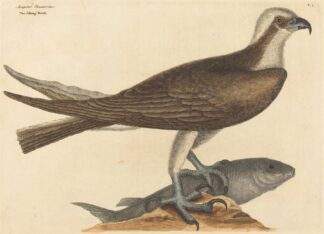 The Fishing Hawk by Mark Catesby
