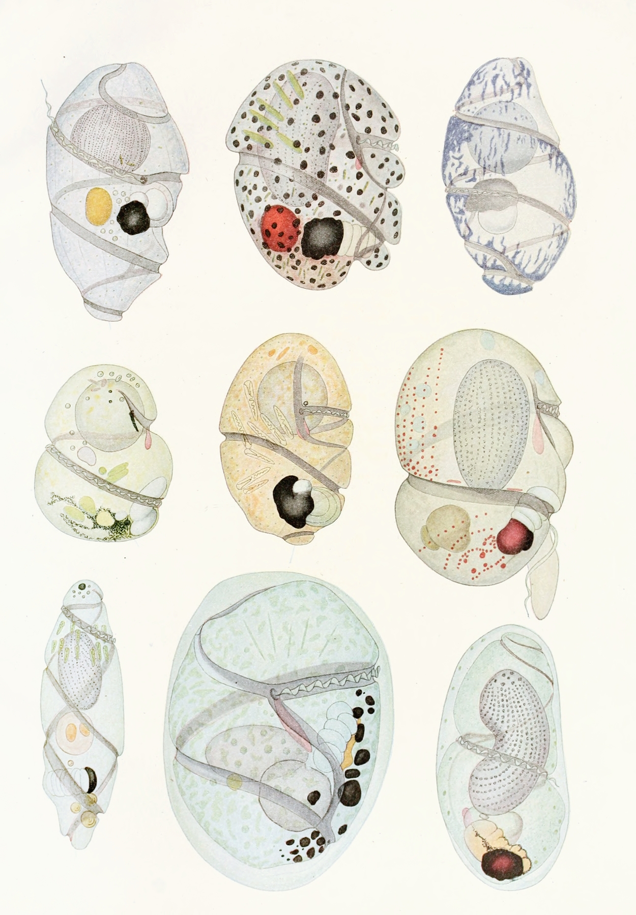 The free-living unarmored dinoflagellata pl 11 by Charles Atwood Kofoid