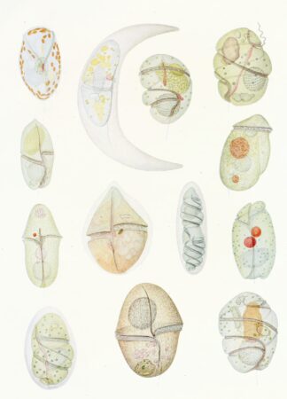 The free-living unarmored dinoflagellata pl 2 by Charles Atwood Kofoid