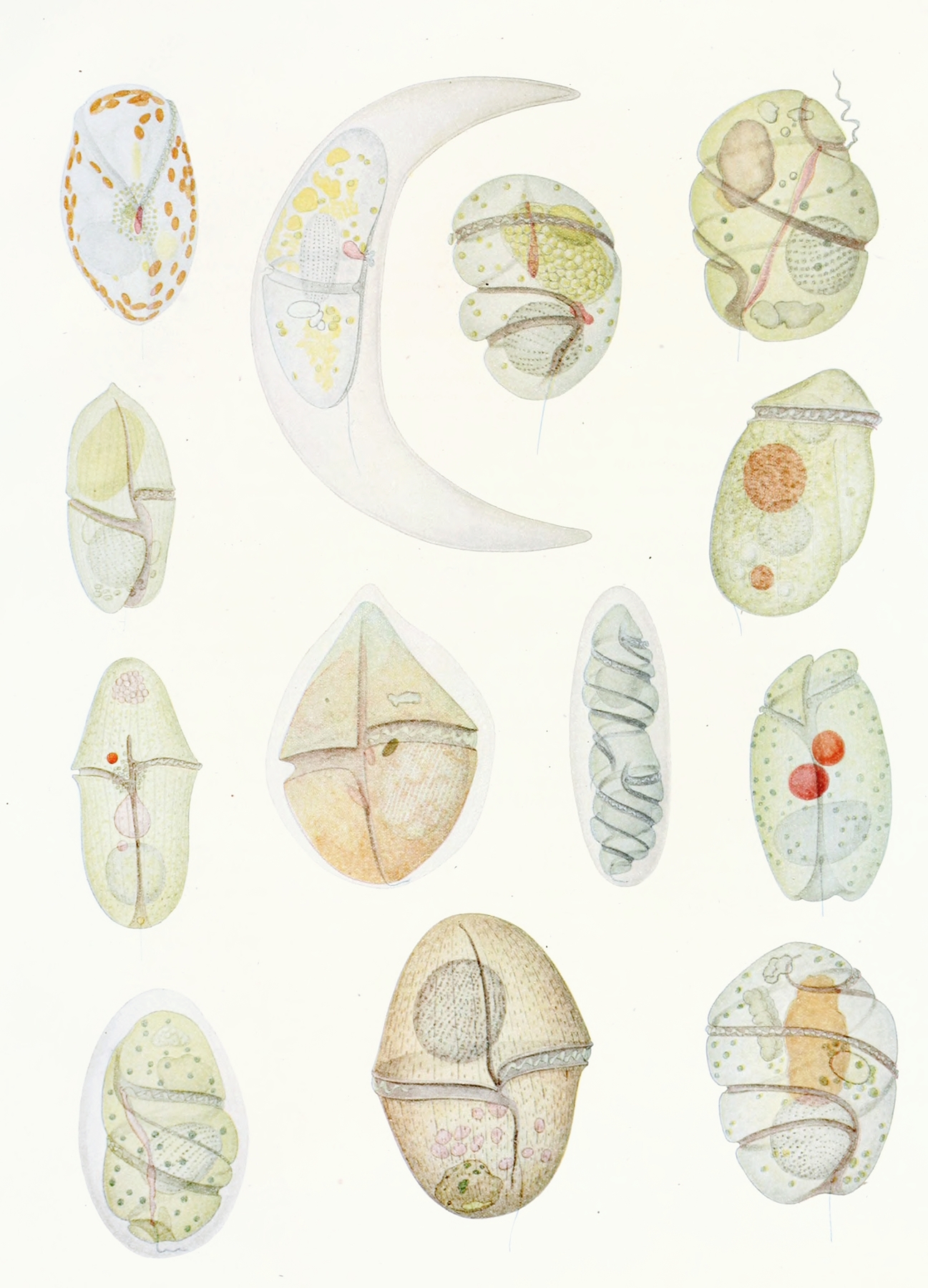 The free-living unarmored dinoflagellata pl 2 by Charles Atwood Kofoid