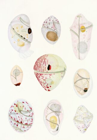 The free-living unarmored dinoflagellata pl 6 by Charles Atwood Kofoid