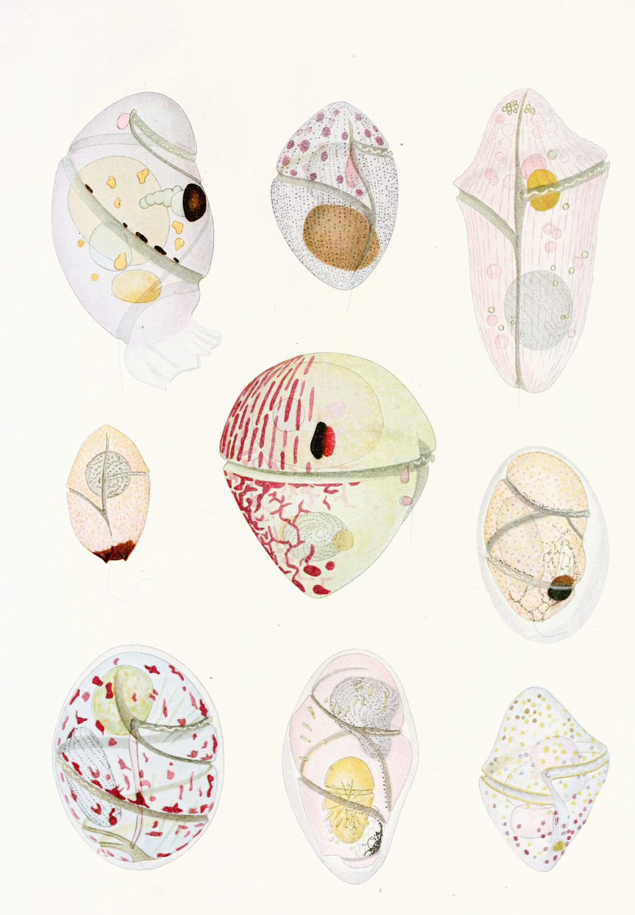 The free-living unarmored dinoflagellata pl 6 by Charles Atwood Kofoid