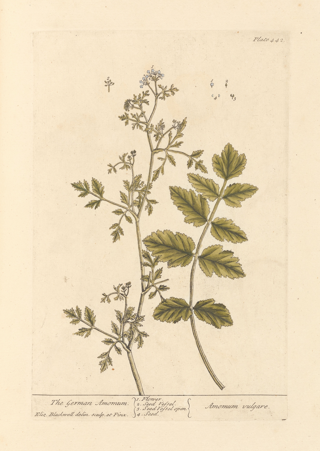 The German amomum by Elizabeth Blackwell