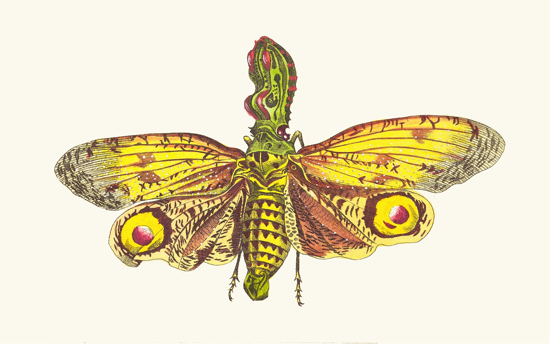 THE GREAT LANTHORN-FLY by George Shaw