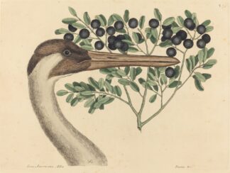 The Hooping Crane by Mark Catesby