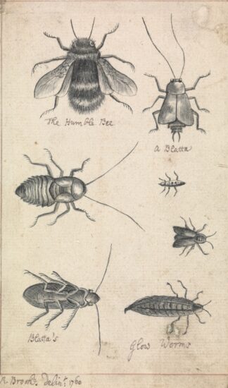 The Humble Bee and Insects by Richard Brookes