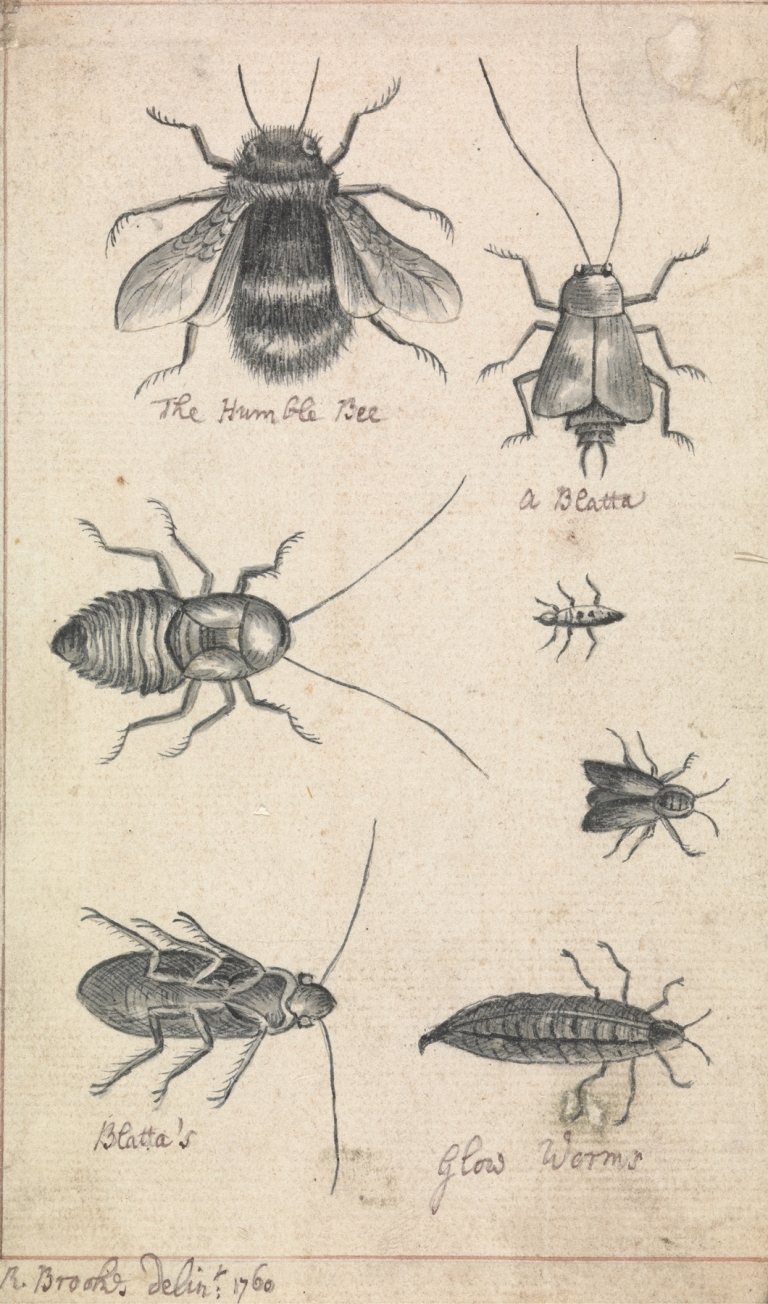 The Humble Bee and Insects by Richard Brookes