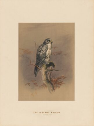 The Iceland Falcon by Joseph Wolf