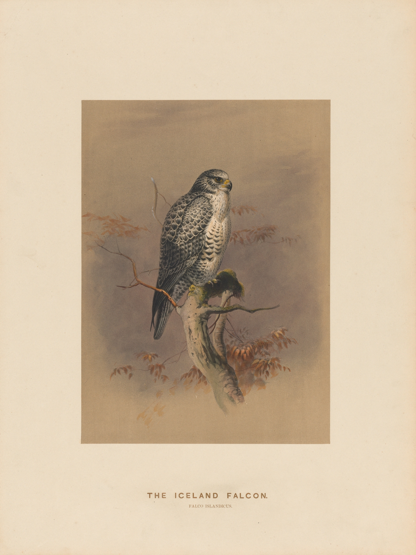 The Iceland Falcon by Joseph Wolf