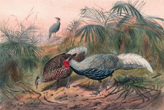 The Lineated Pheasant by Joseph Wolf